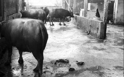Lò mổ gia súc ở Hà Nội: Bung bét phân lẫn thịt