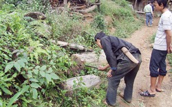 Săn gỗ quý ở Mù Cang Chải