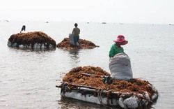 Đáy biển Lý Sơn thành... sa mạc