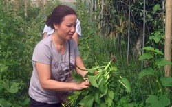 Đại gia làm... nông dân