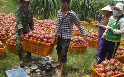 Thanh long quyến rũ thế giới!