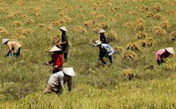 Quảng bá hạt lúa Việt ở châu Phi