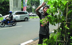 Jakarta và kỳ lạ những cánh đồng trên... vỉa hè