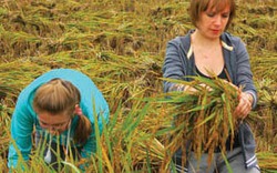 Những người Nga gặt lúa ở Mai Châu