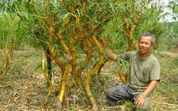 Gặp người tài hoa chuyên nuôi &#34;rồng... tre&#34;