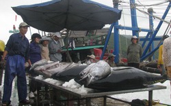 Ngư dân miền Trung đầu năm trúng đậm cá ngừ