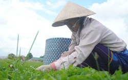 Làm giàu bằng cây rau má