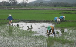 Phú Yên: Khổ vì ruộng ngập úng