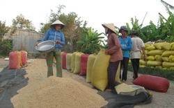 Lúa chững giá, nhà nông thêm khó