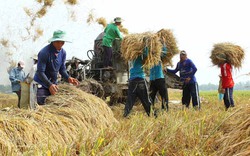 Sản xuất lúa theo GAP: Thành tựu và những vấn đề tồn tại