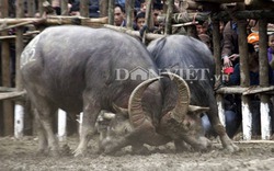 Vạn người “bán mạng” để xem hội chọi trâu