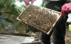 Xuất khẩu mật ong: Nguy cơ mất thị trường
