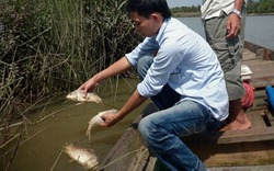 Cá sông Bàn Thạch chết hàng loạt