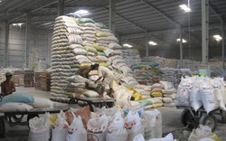 Quy định mới về xuất khẩu gạo: Rối bời bởi kho chứa