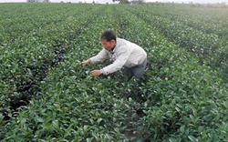 Lâm Đồng đẩy mạnh phát triển trồng chè theo GAP