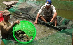 “Lấp ao vì cá rô đầu vuông” do chính quyền thiếu kiên quyết