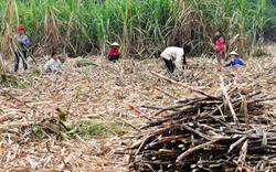 Tậu nhà lầu, xe hơi nhờ mía