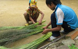 Quảng Ngãi: Đót mất mùa, rớt giá