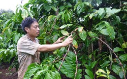 Thu quỹ bảo hiểm cà phê: Nông dân không được hưởng lợi