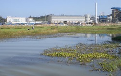 Bio-Ethanol Dung Quất xả thải: 46 hộ dân thiệt hại nặng