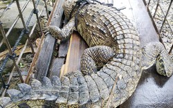 Khánh Hòa: Cá sấu &#34;tung tăng&#34; trong khu dân cư
