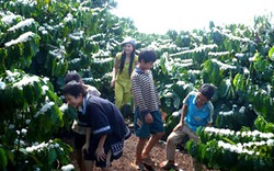 Về Akô Dahong làm nông dân cà phê