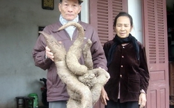 Phú Thọ: Phát hiện củ lăn khổng lồ tựa con trăn