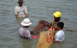 Dịch bệnh trên tôm: Nguy cơ mất nhiều thị trường