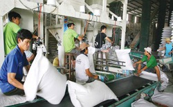 Ba nhà máy chế biến gạo lớn đi vào hoạt động