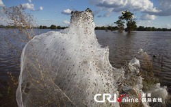 Hình ảnh hiếm thấy: Hàng ngàn con nhện hối hả chạy lụt