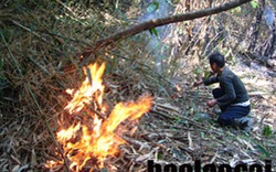 Ít nhất 100 ha rừng Hoàng Liên bị thiêu rụi