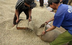 Doanh nghiệp ngoại lũng đoạn ngành cà phê: Cần giám sát chặt