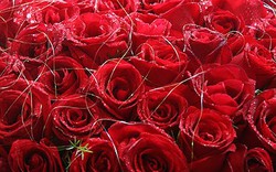 Làm lành với vợ bằng 1 triệu bông hồng đỏ đúng ngày 8.3