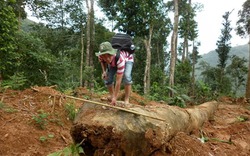 Khởi tố doanh nghiệp hủy hoại rừng