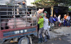 Yêu cầu làm rõ nguyên nhân Trung Quốc ngừng nhập thực phẩm Việt