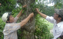 Ngỡ ngàng rừng nguyên sinh hàng nghìn tuổi trên... cồn cát