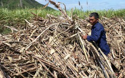 Khánh Hòa: Mía hết đường vào nhà máy