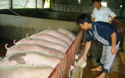 Hộ chăn nuôi thiệt hại nặng bởi thông tin &#34;lợn nuôi bằng chất cấm&#34;