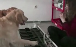 Thật như đùa: Hai chú chó chơi piano điêu luyện