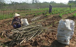 Chạy theo phong trào, hàng loạt địa phương khổ vì dư thừa sắn