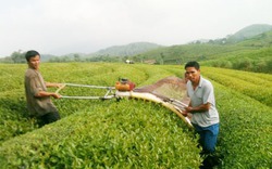 Trồng chè giỏi, sáng chế tài