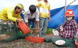 Nông dân “đánh bạc” với tôm