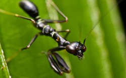 Cận cảnh côn trùng lạ nửa kiến nửa bọ ngựa ở Việt Nam