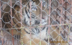 Bàn giao hổ nuôi trái phép nặng 200 kg cho Vườn Quốc gia Pù Mát