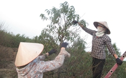 Cách làm đào nở hoa đúng tết