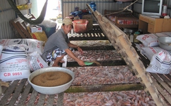 ĐBSCL: Thận trọng thả nuôi cá điêu hồng vụ mới