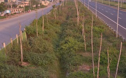 Đại lộ Thăng Long: Đường đẹp, cây xanh chết khô