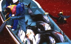 Thảm sát cá heo ở Nhật, máu nhuốm đỏ vùng biển