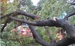 Gia Lai: 12 cây cổ thụ bị lâm tặc trảm