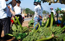 Làng chuối vào tết